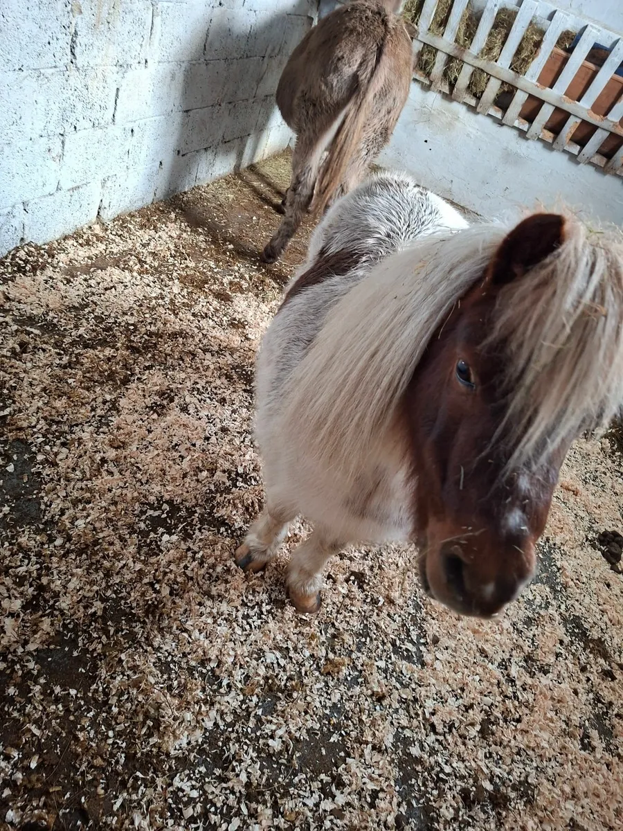 Pony for sale - Image 4