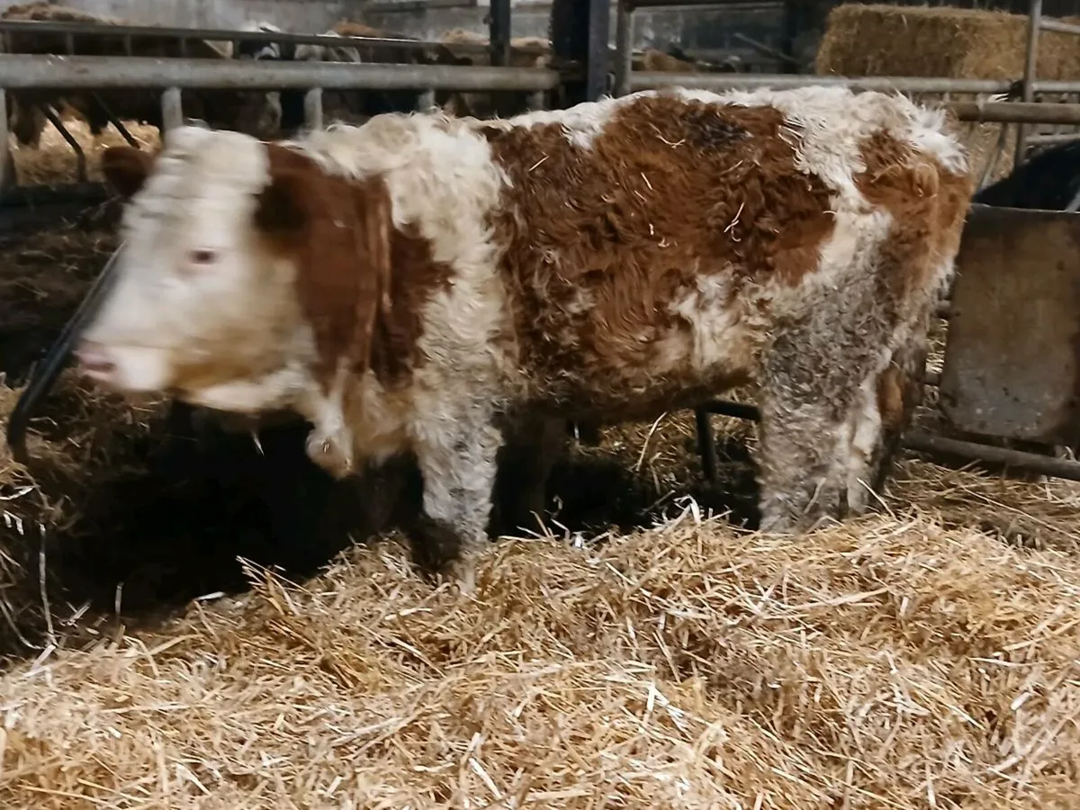 2 Beautiful Simmental Heifers - Image 2