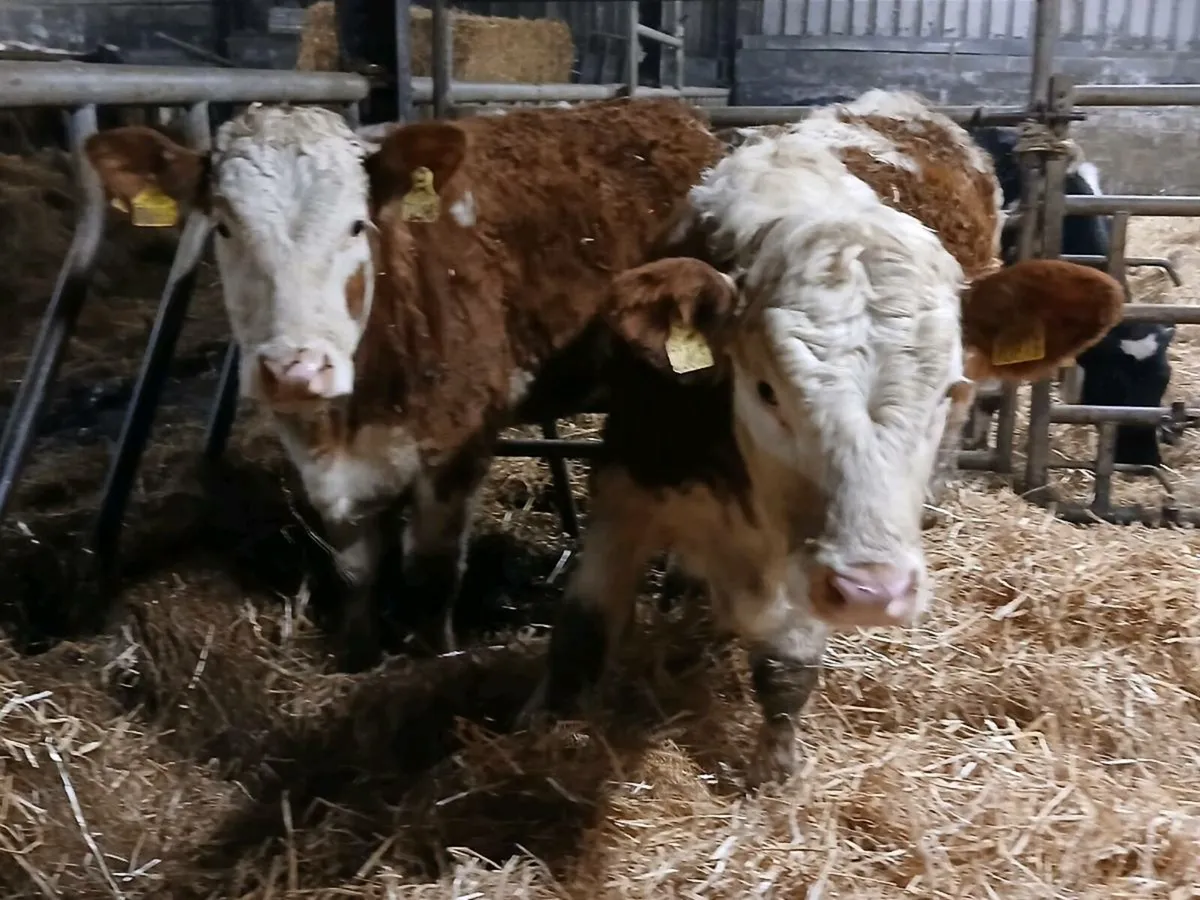 2 Beautiful Simmental Heifers - Image 1