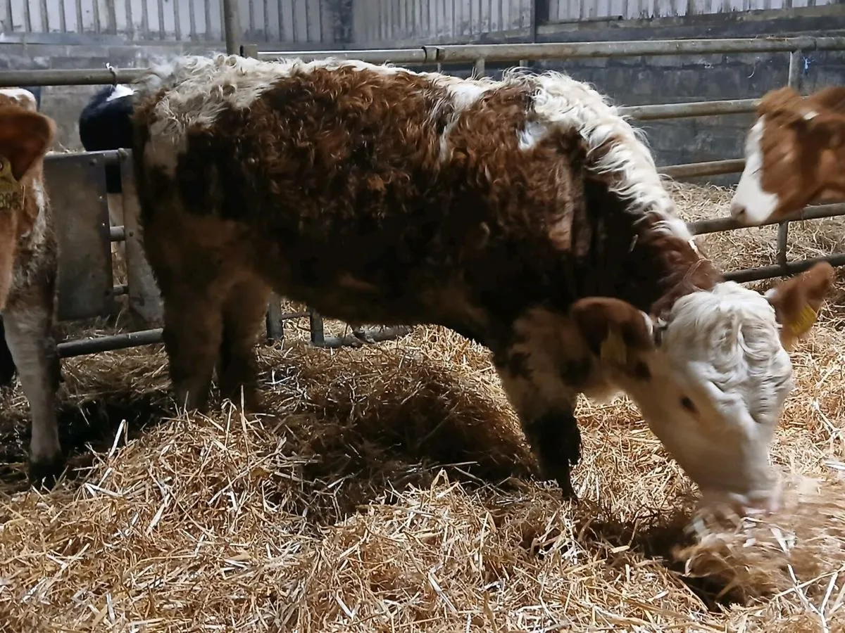 2 Beautiful Simmental Heifers - Image 3