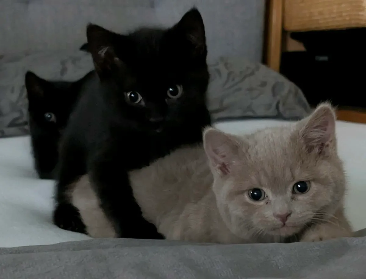 British Shorthair - Image 2