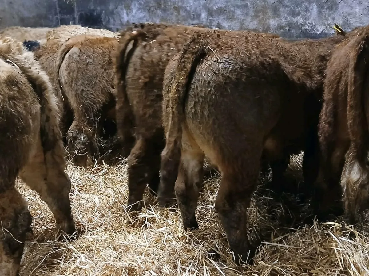 10 Super Bull Weanlings - Image 1