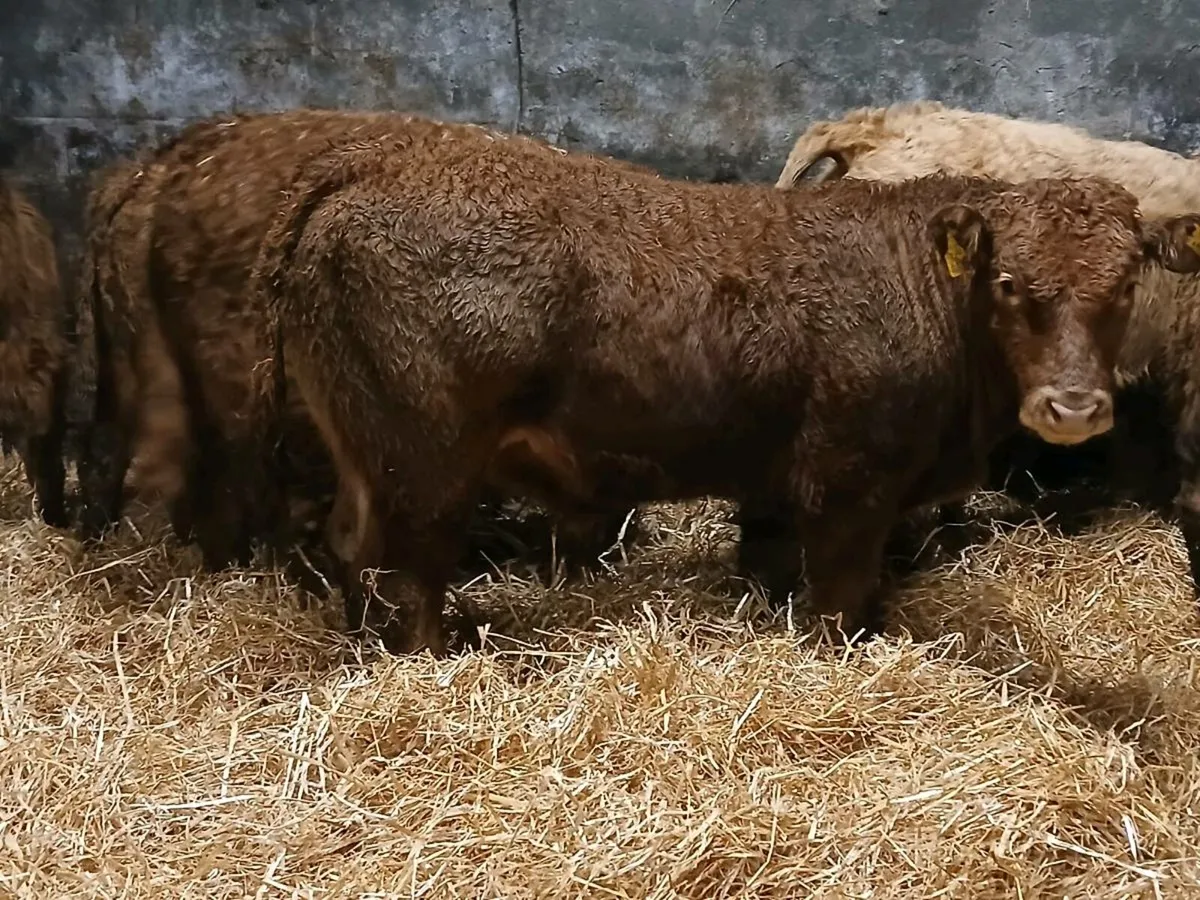 10 Super Bull Weanlings - Image 3