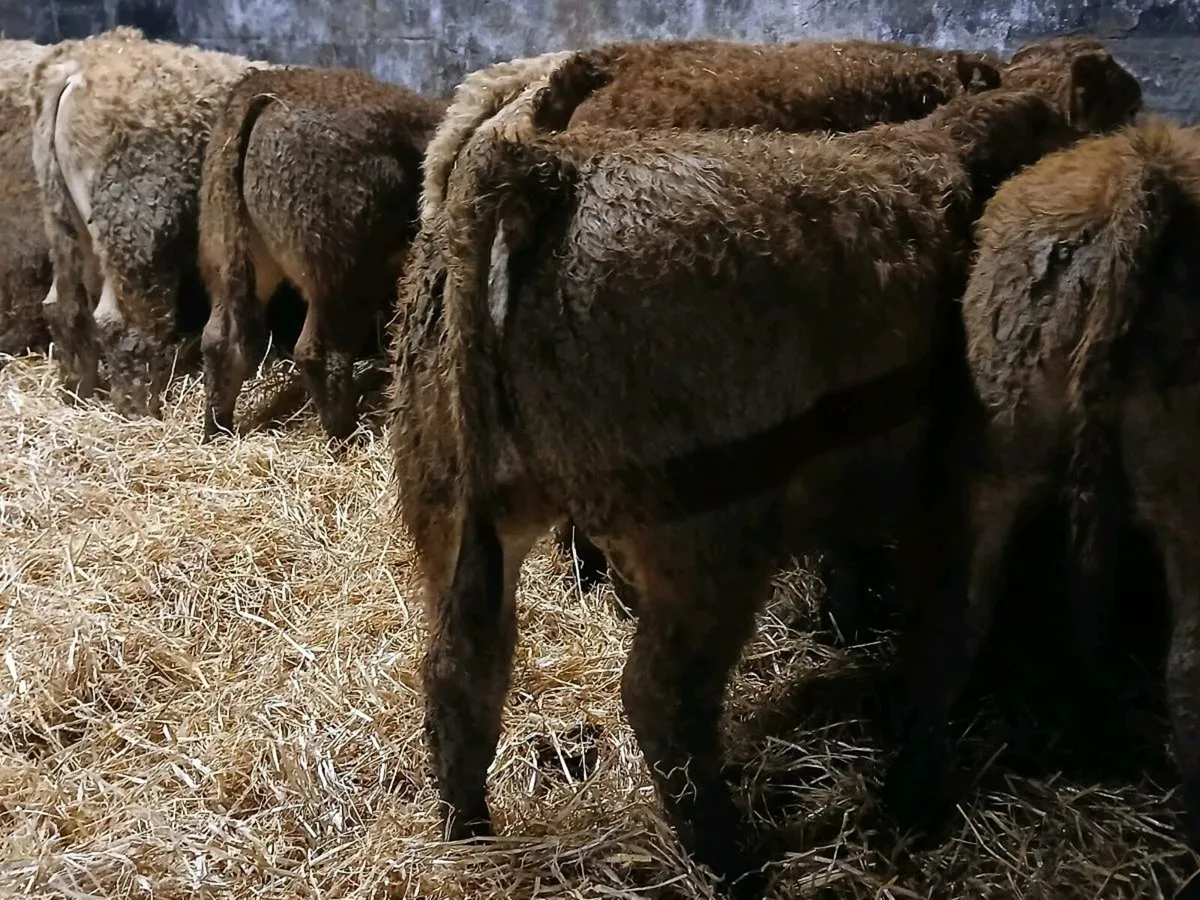 10 Super Bull Weanlings - Image 2