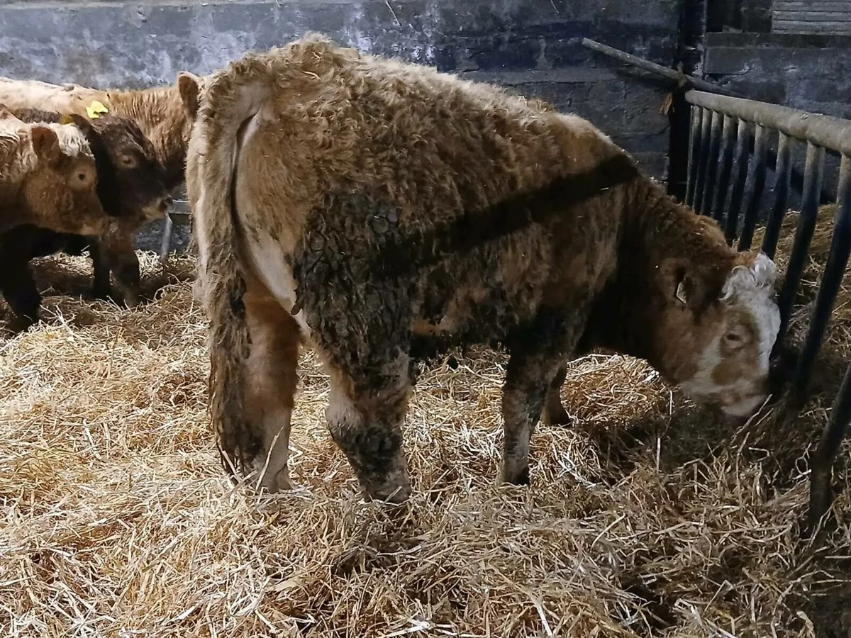 10 Super Bull Weanlings - Image 4