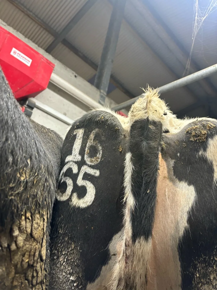 Freeze branding - Image 2