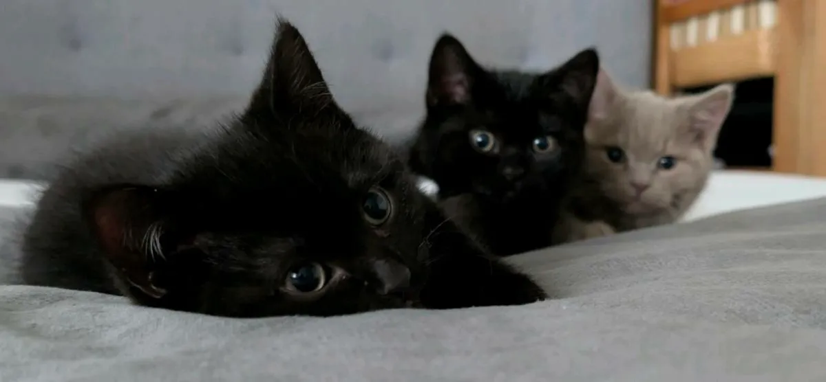 British Shorthair - Image 3