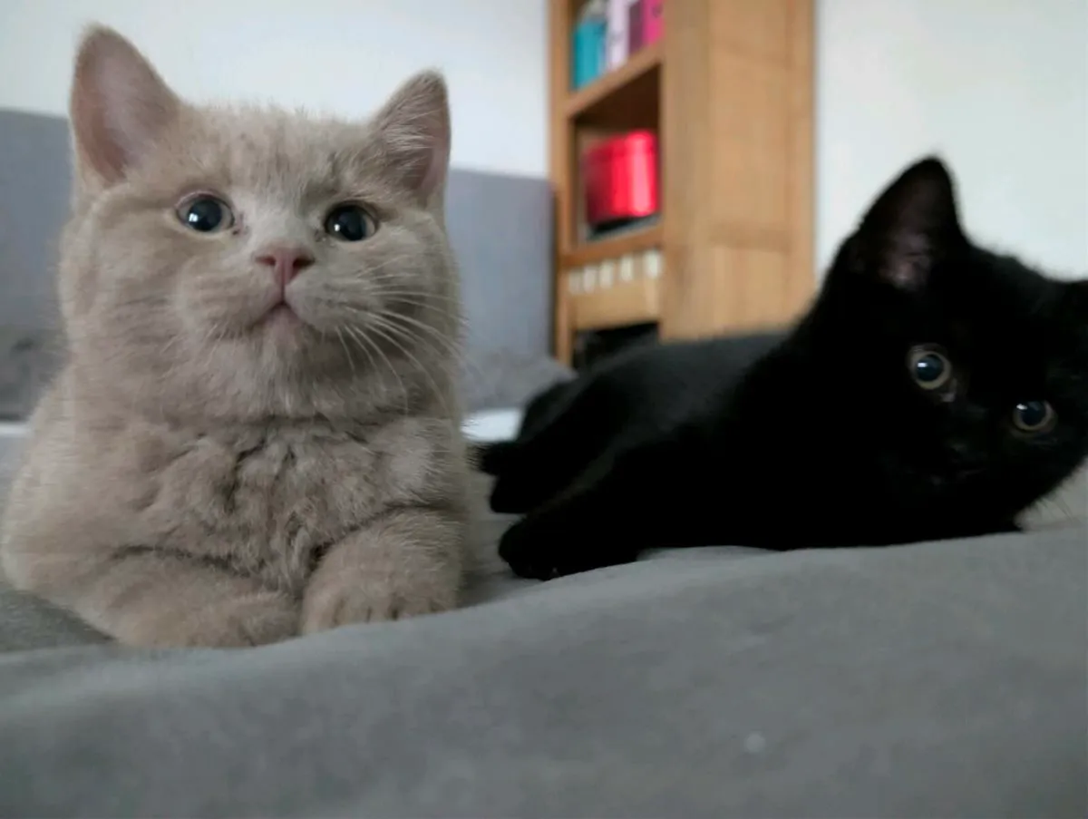 British Shorthair - Image 4