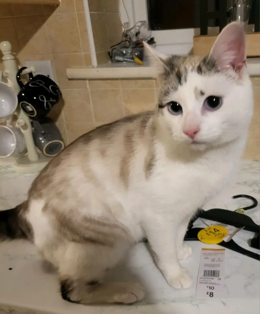 Cat for sale - Image 1