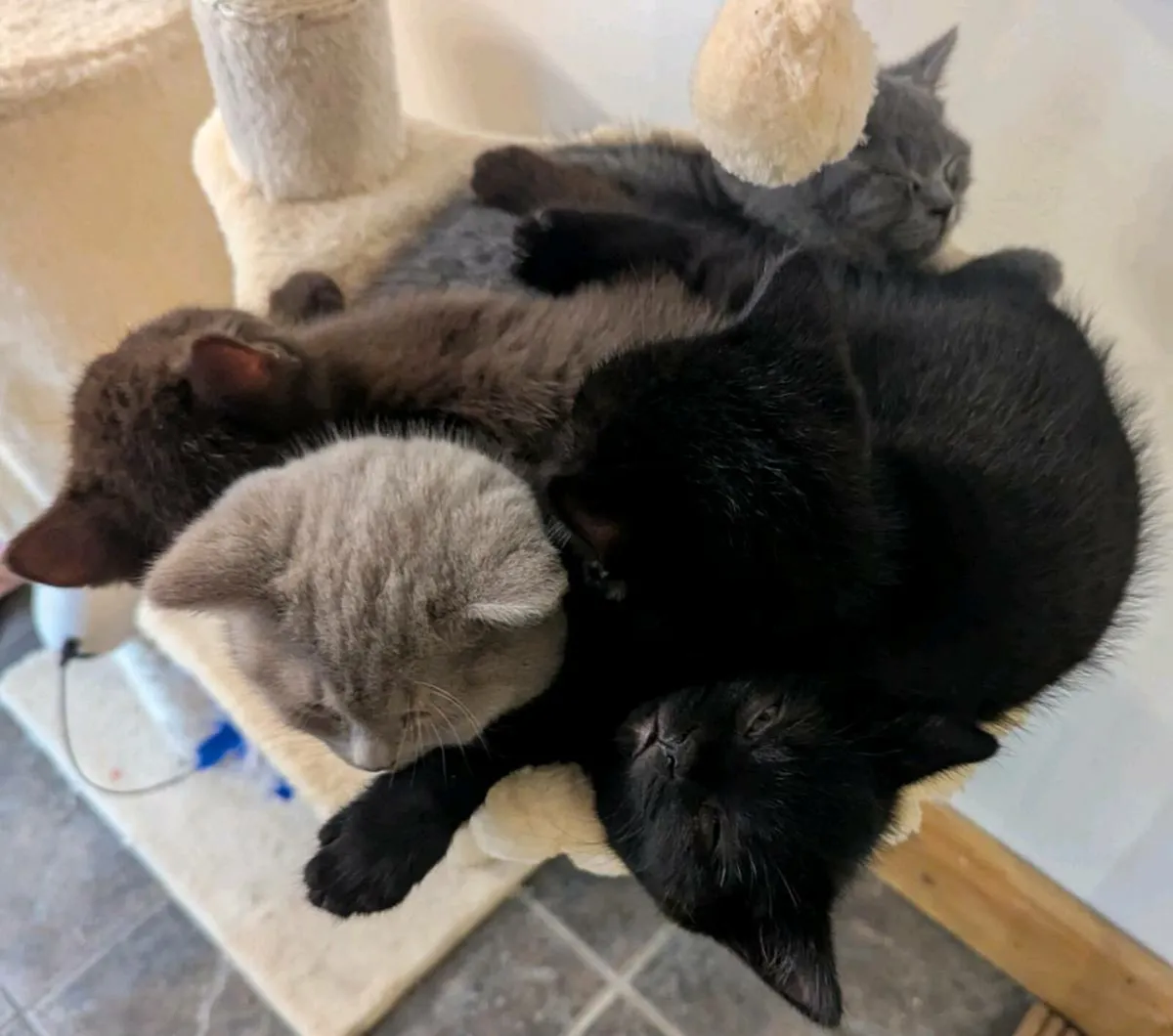 British Shorthair - Image 1