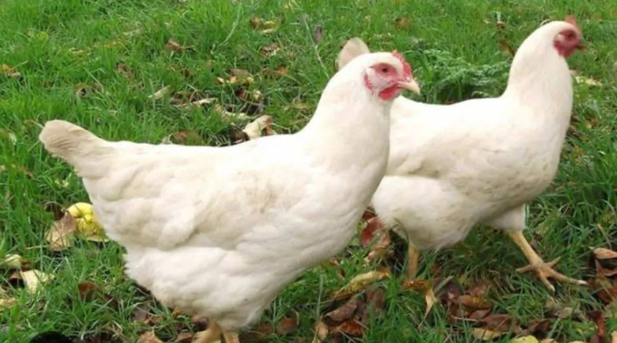 Point of lay hens - Image 3