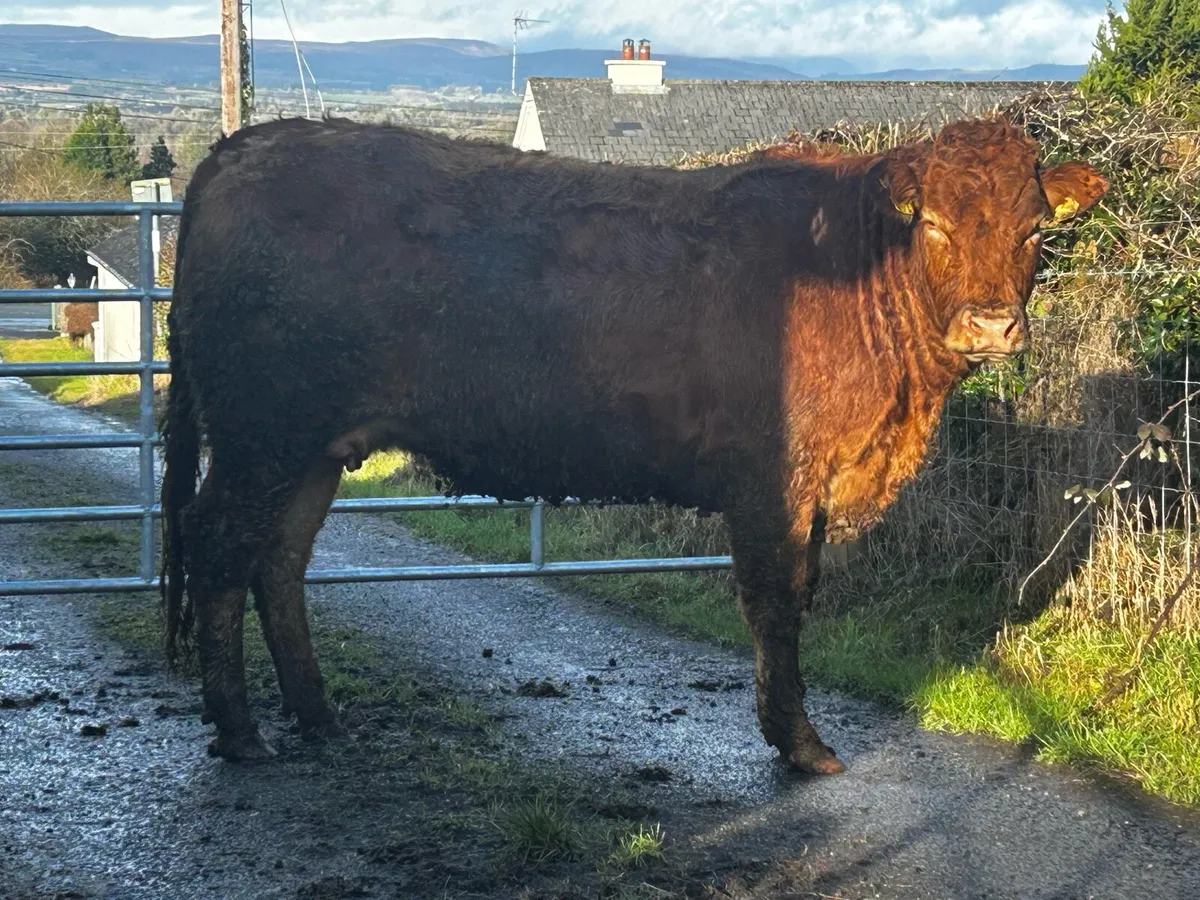 Two Super Red Limousin In-Calf Heifers - Image 1