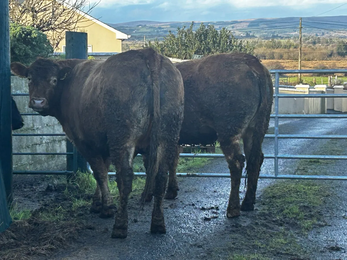 Two Super Red Limousin In-Calf Heifers - Image 4