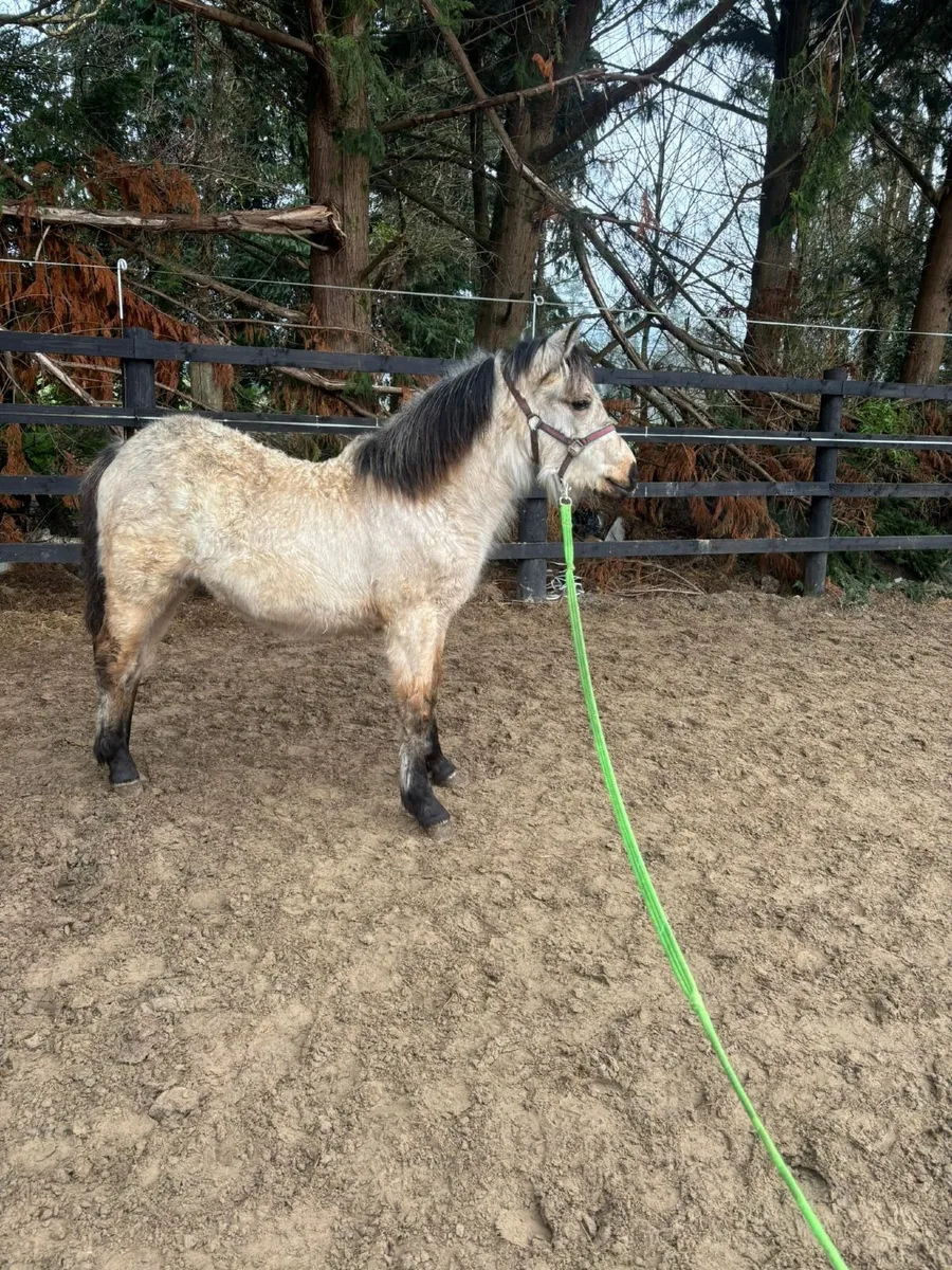 Connemara filly - Image 1