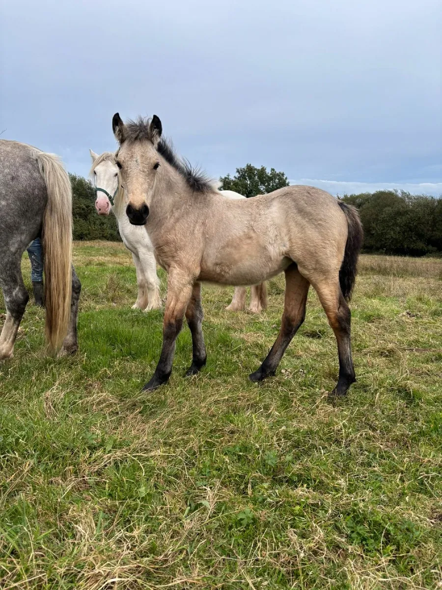 Connemara filly - Image 2