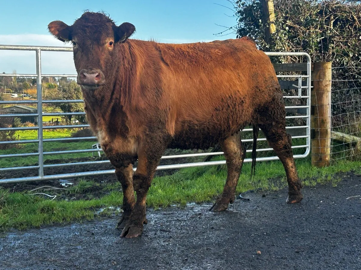 Two Super Red Limousin In-Calf Heifers - Image 2