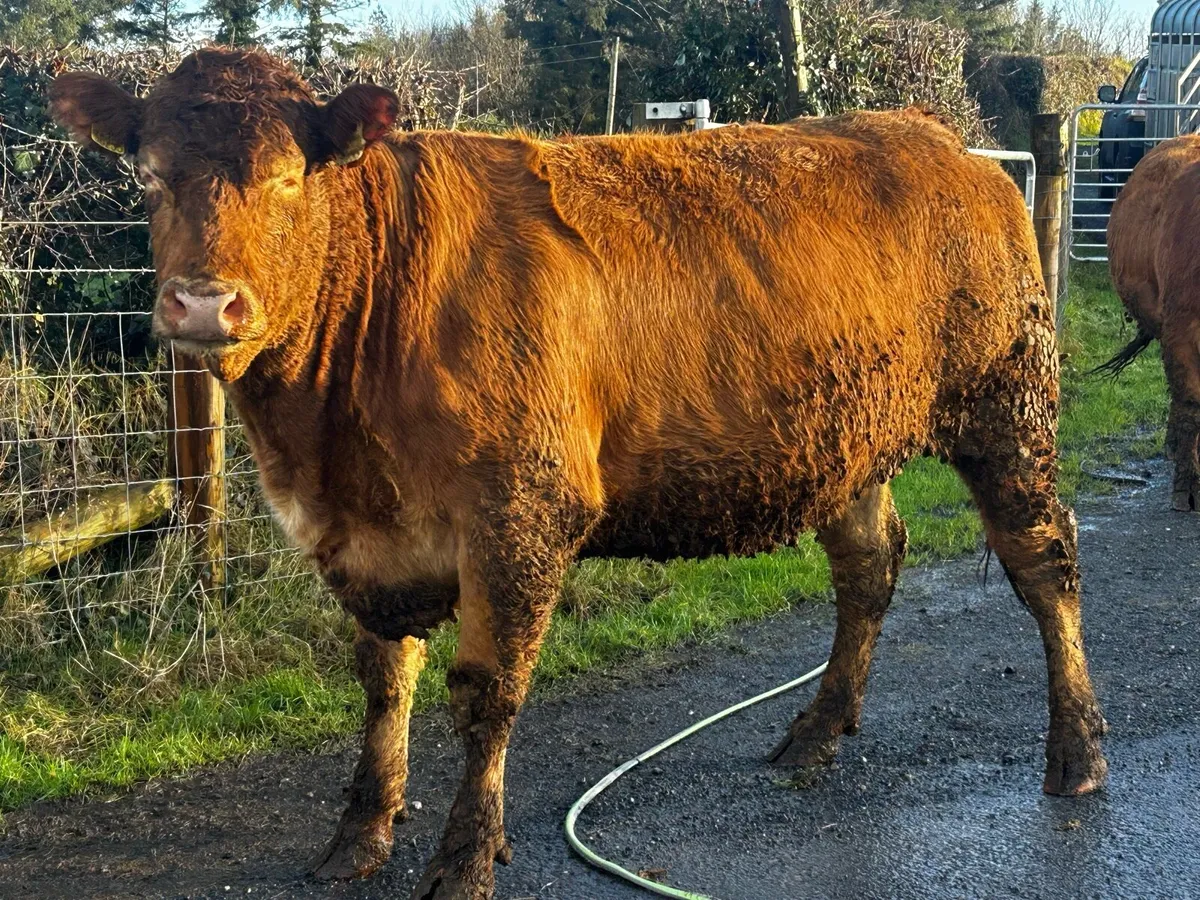 Two Super Red Limousin In-Calf Heifers - Image 3
