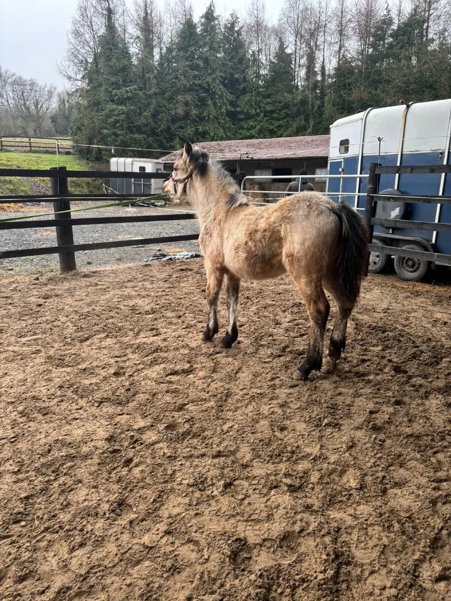 Connemara filly - Image 4