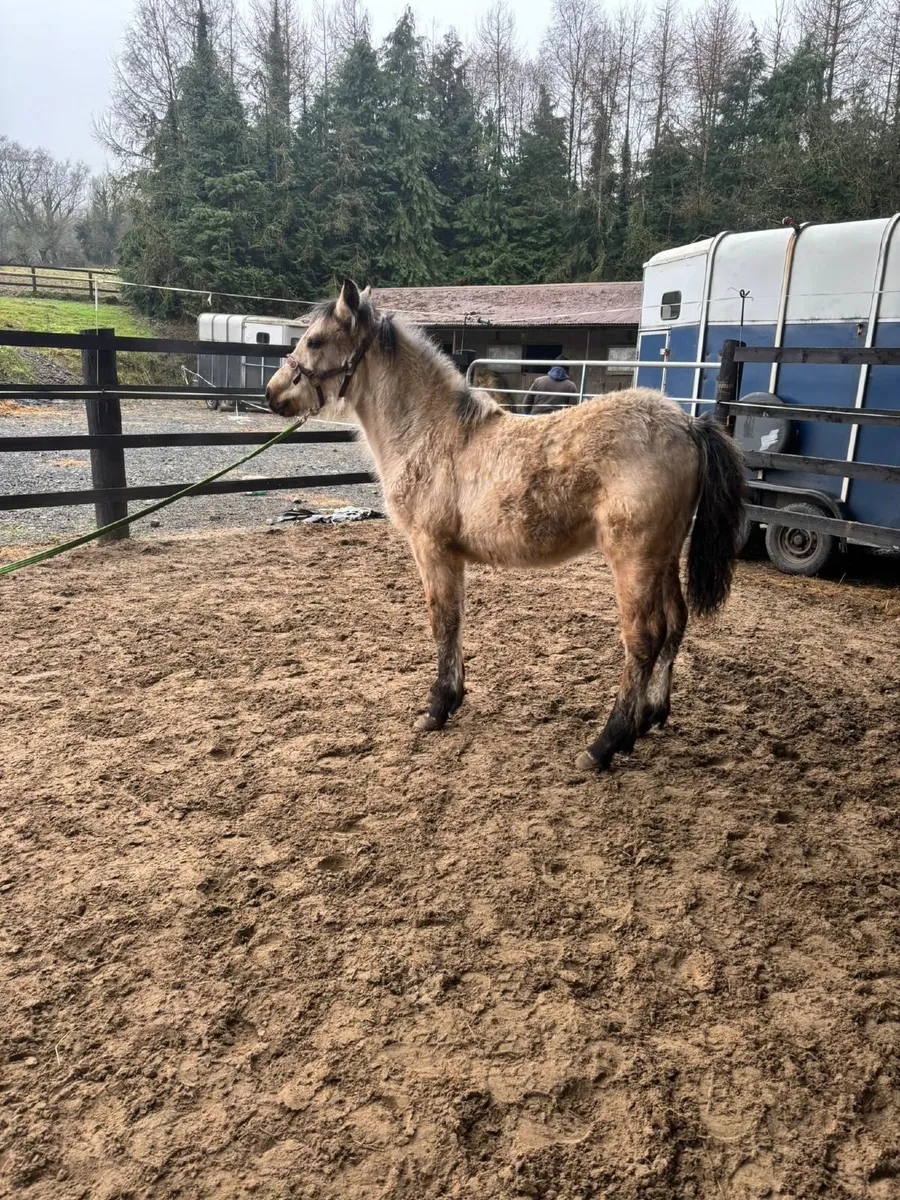 Connemara filly - Image 3