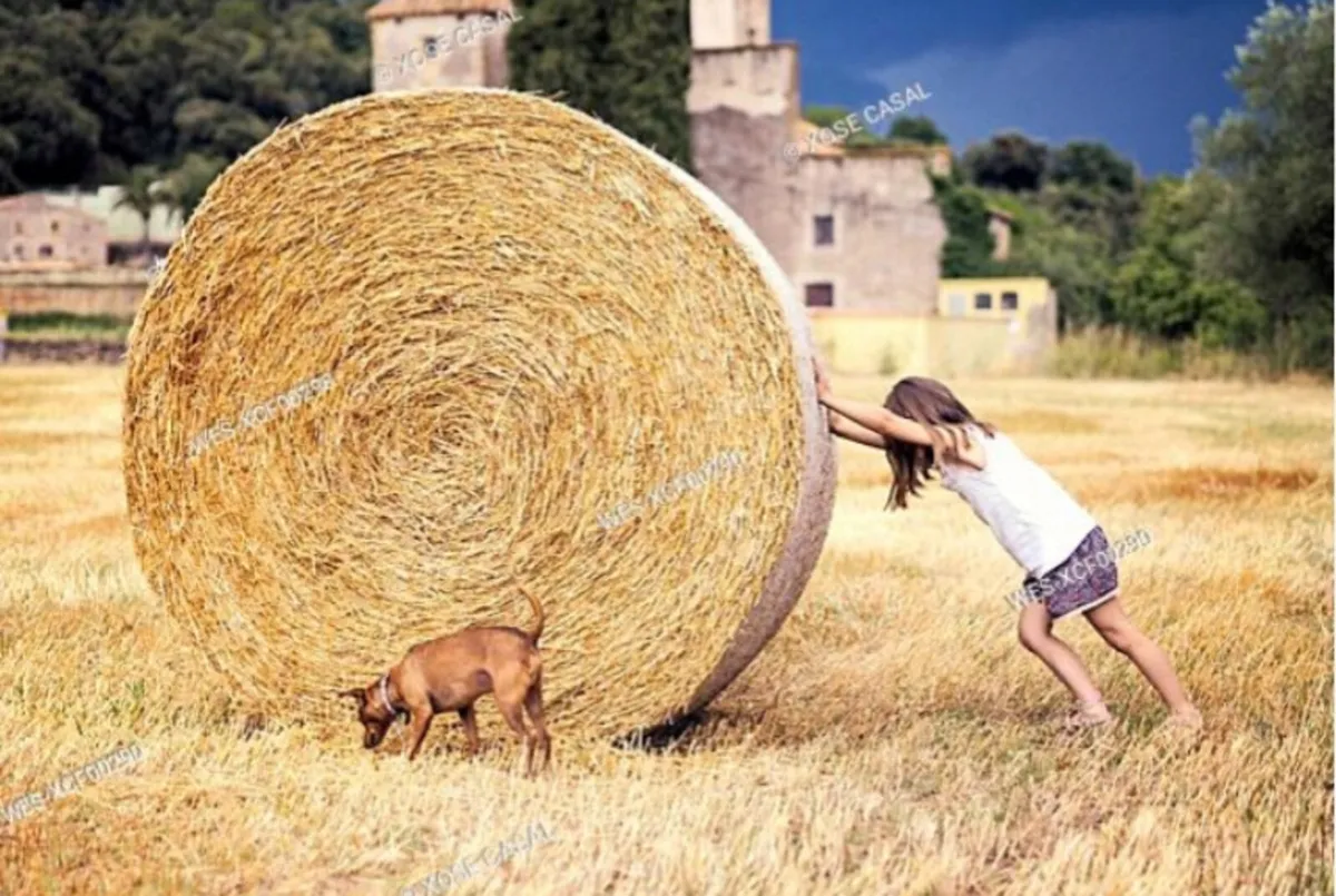 HAY & STRAW         **Free Local Delivery** - Image 4