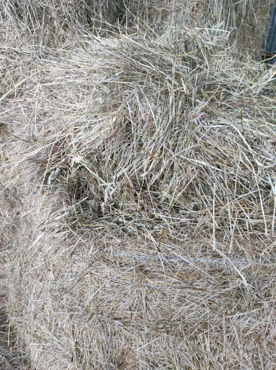 Hay - Image 2