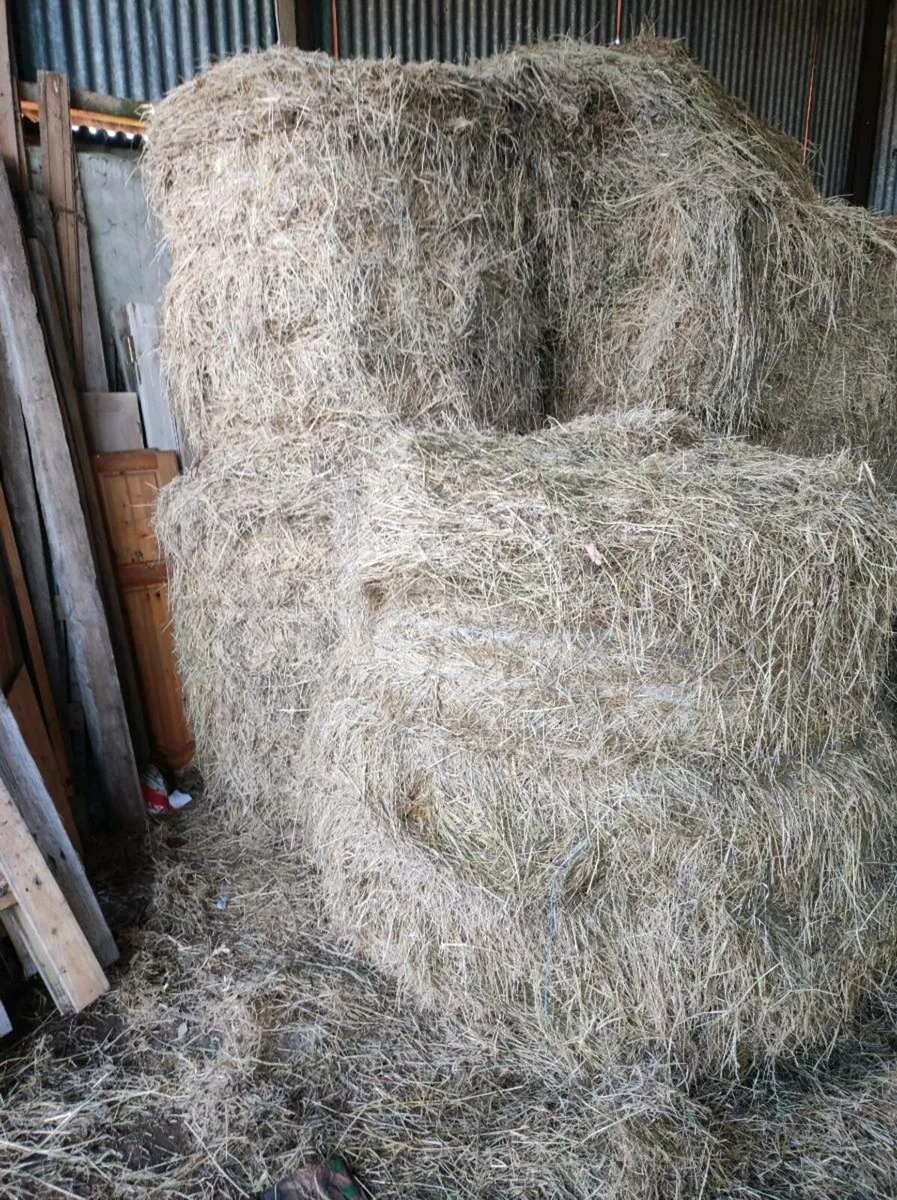 Hay - Image 3