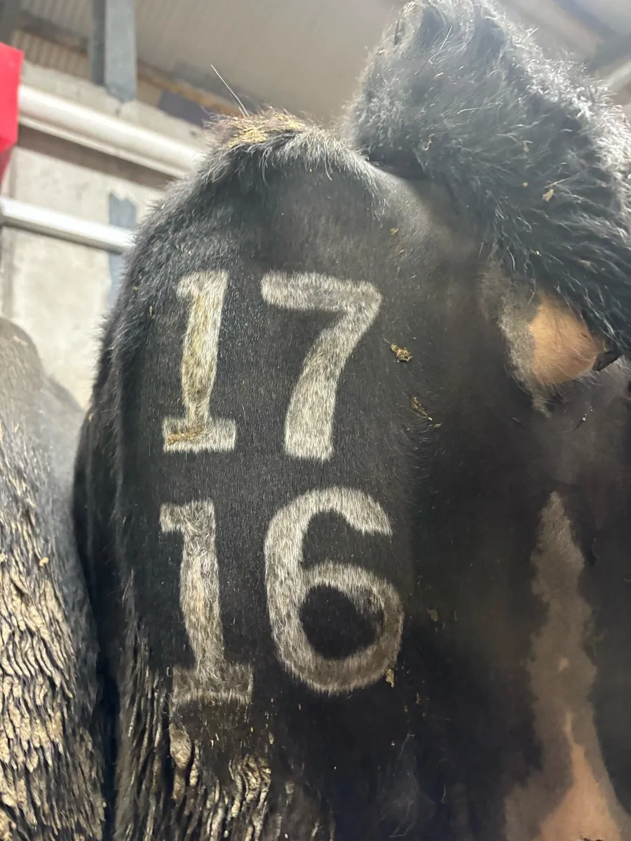 Freeze branding - Image 1