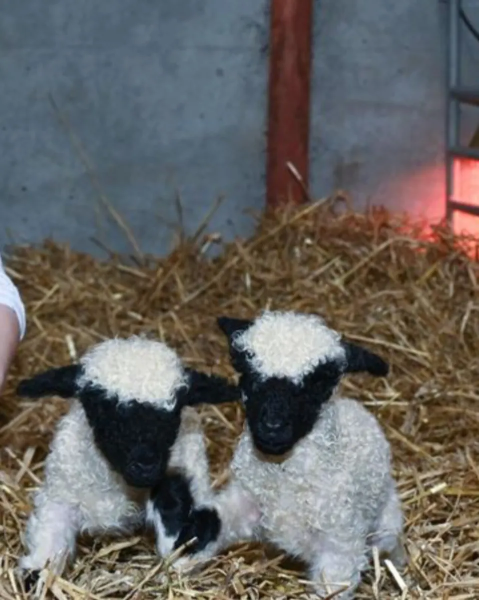 🐑Valais blacknose pet lamb wanted🐑
