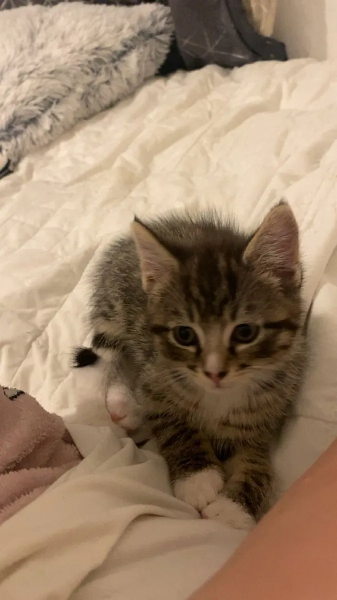 Kitten - Image 1