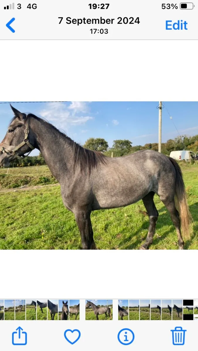 Mare in foal to Kafka - Image 3