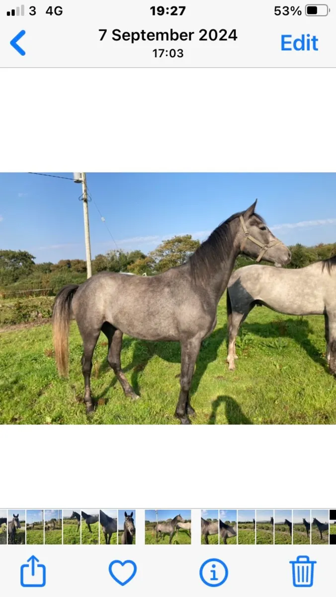 Mare in foal to Kafka - Image 4
