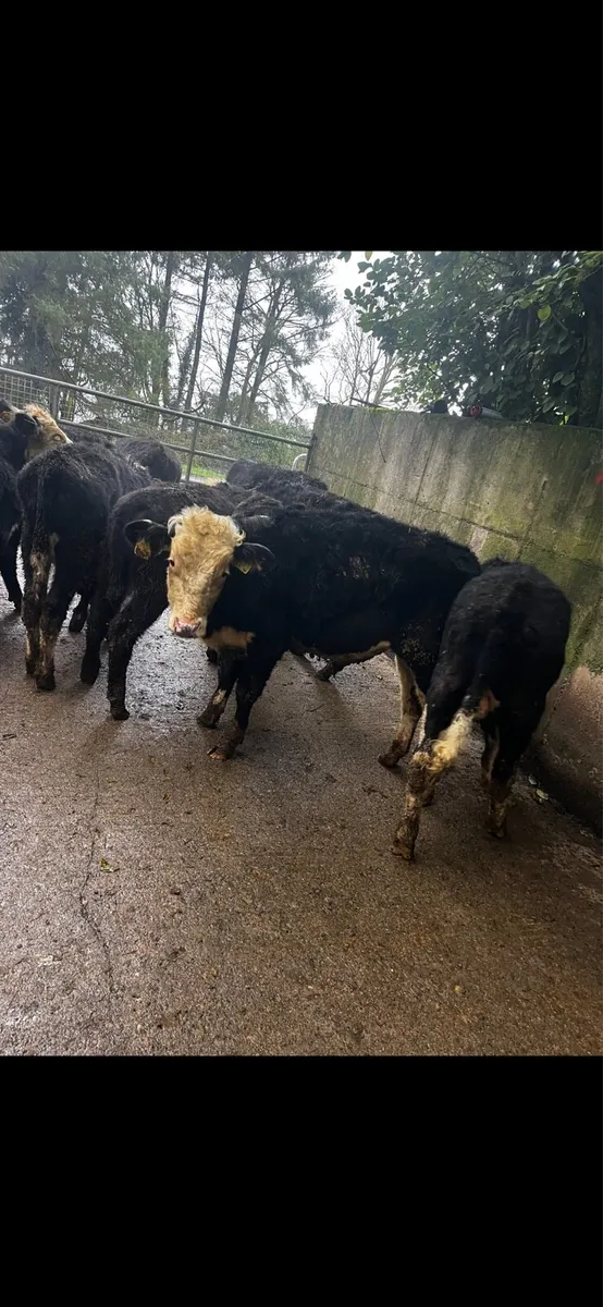 Angus and Hereford weanlings - Image 1