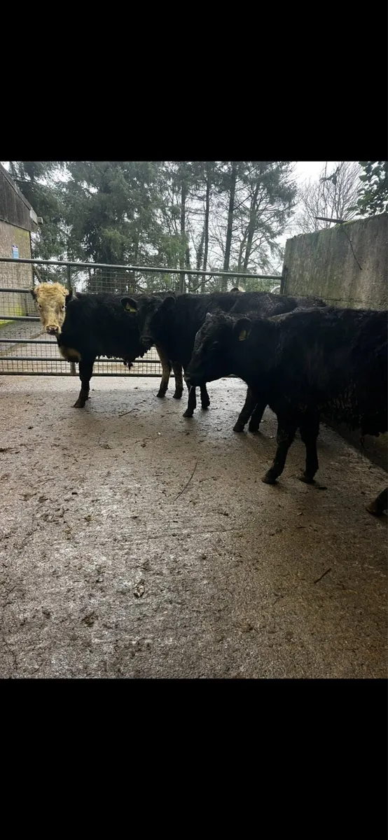Angus and Hereford weanlings - Image 3