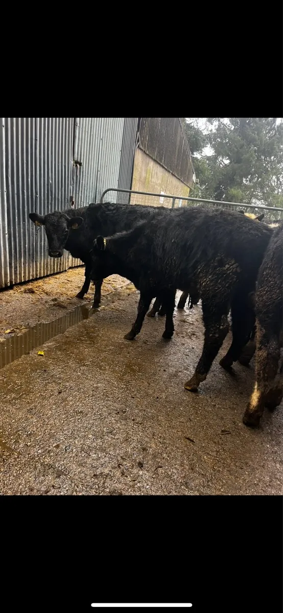 Angus and Hereford weanlings - Image 4