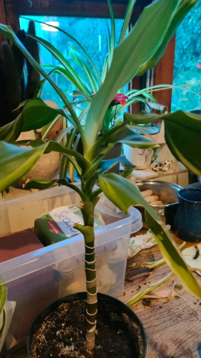 House plants Air purifiers and more.
SPIDER PLANT - Image 4