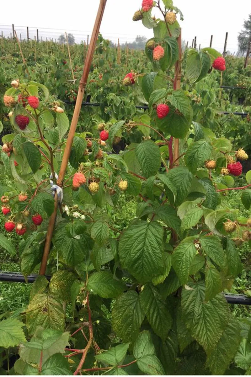 Everbearing Raspberry Canes available from February 2026 - Image 2