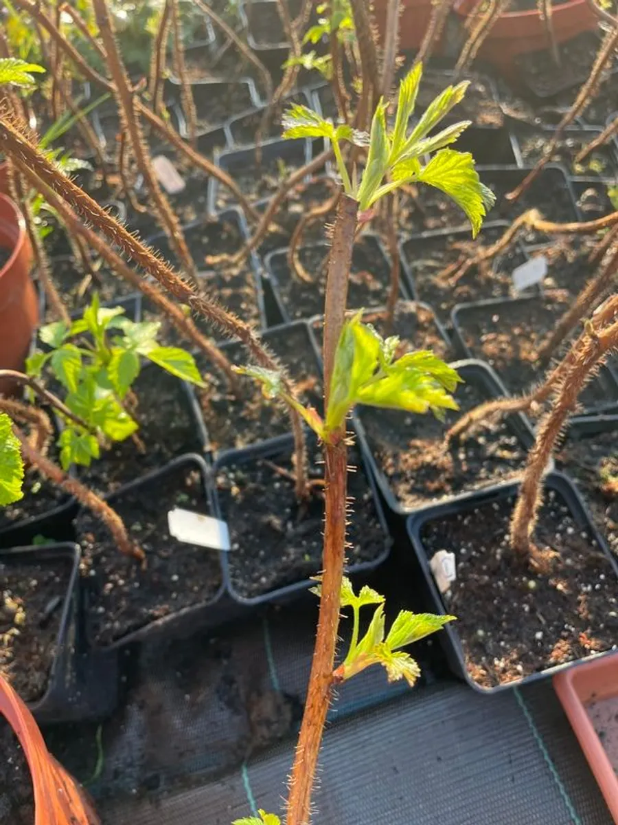 Everbearing Raspberry Canes available from February 2026 - Image 3