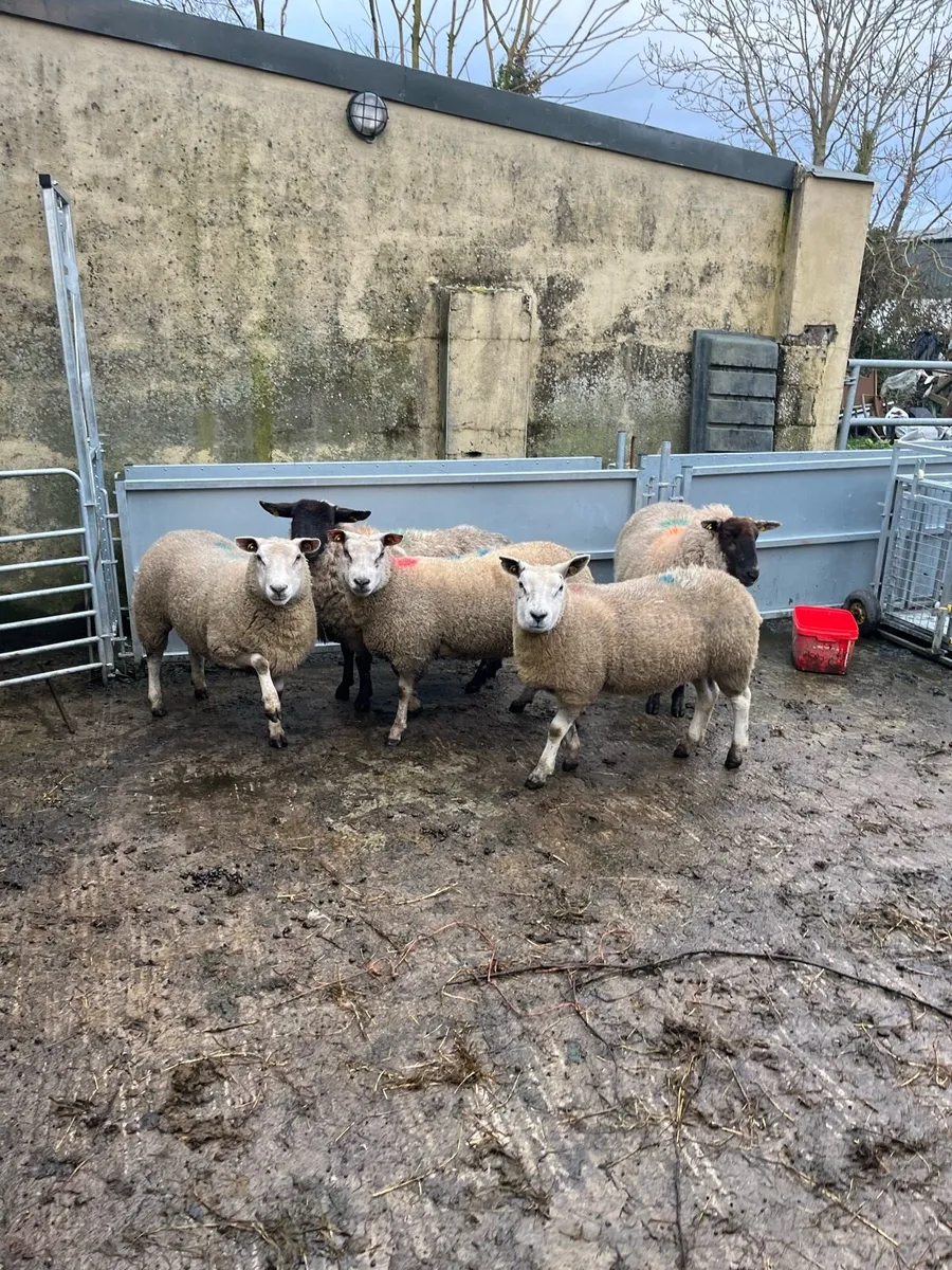 Inlamb hoggets and 5yr old ewes - Image 1