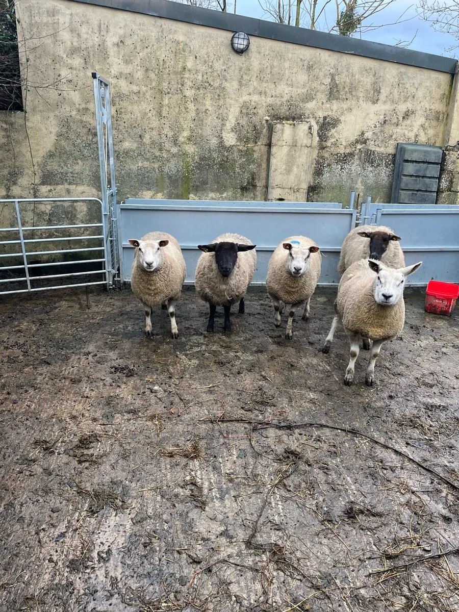Inlamb hoggets and 5yr old ewes - Image 2