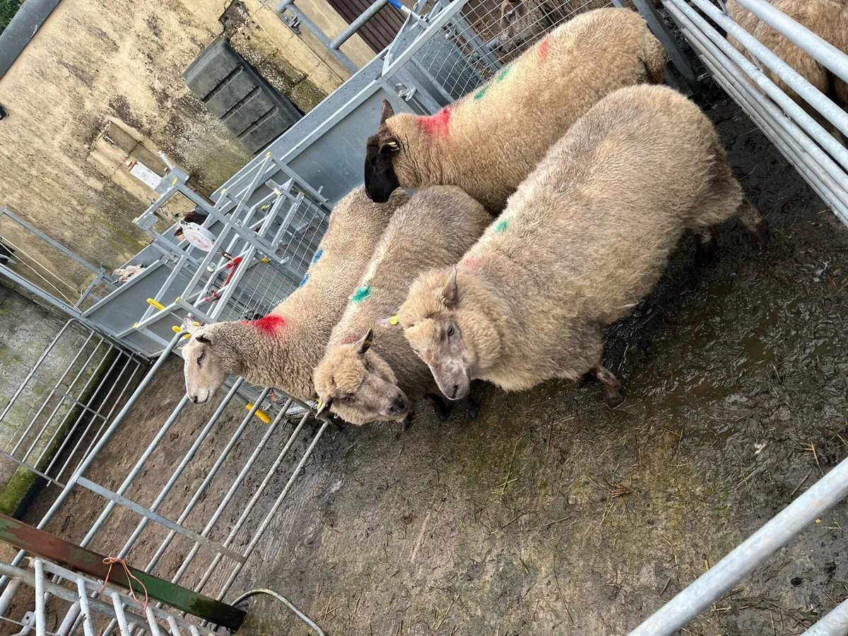 Inlamb hoggets and 5yr old ewes - Image 3