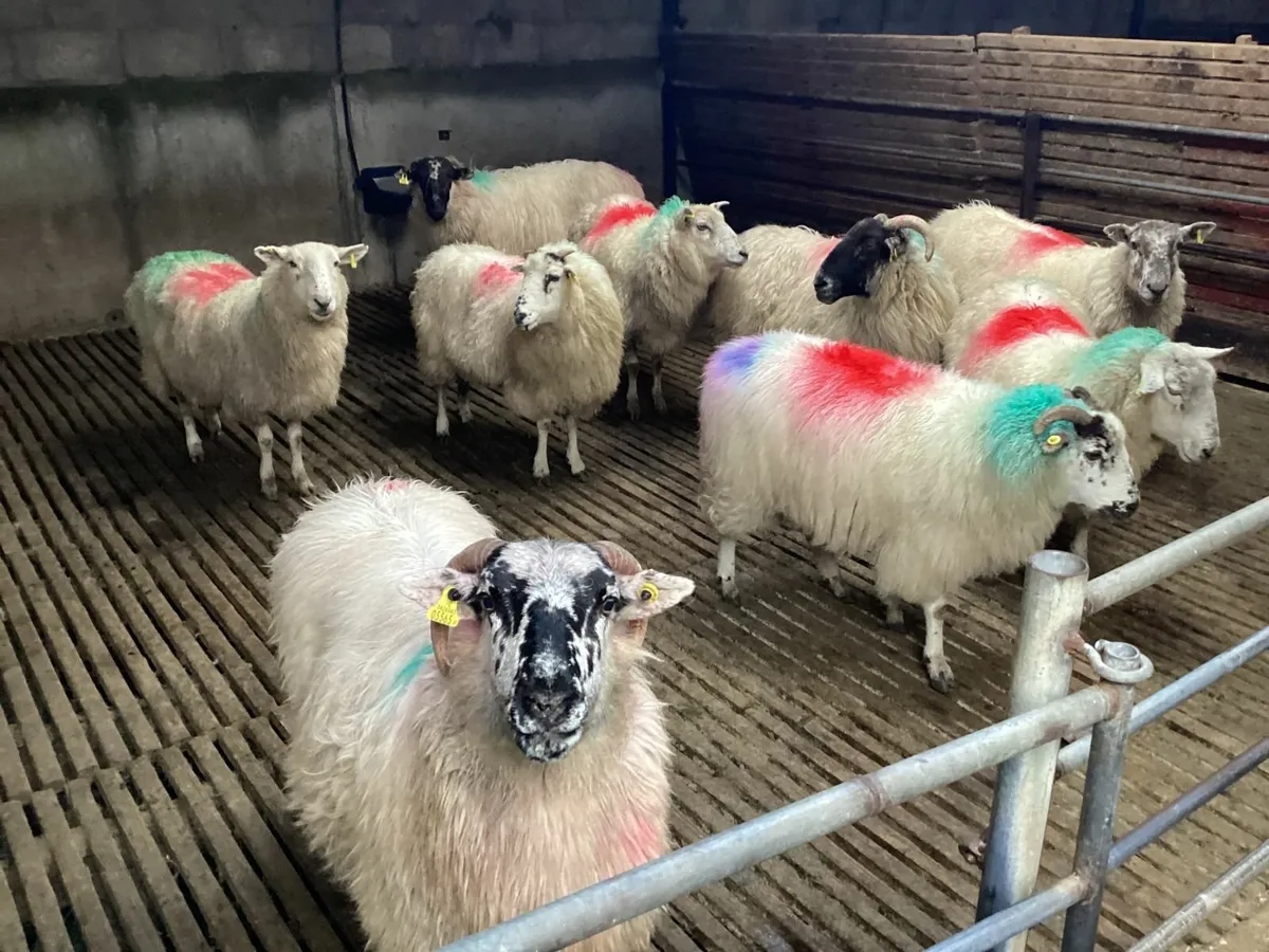 Sheep ewes - Image 1