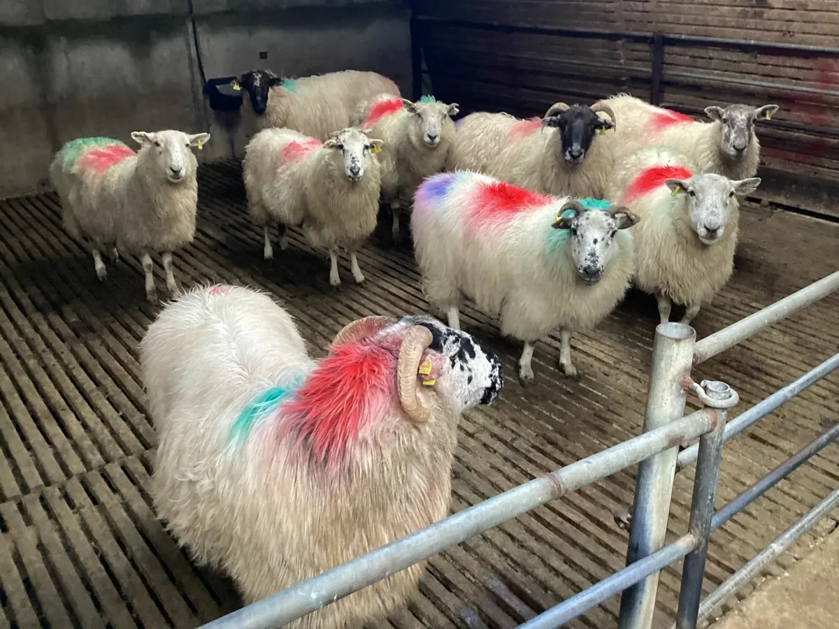 Sheep ewes - Image 3