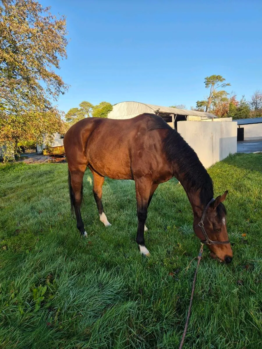 7yo TB Gelding - Image 2