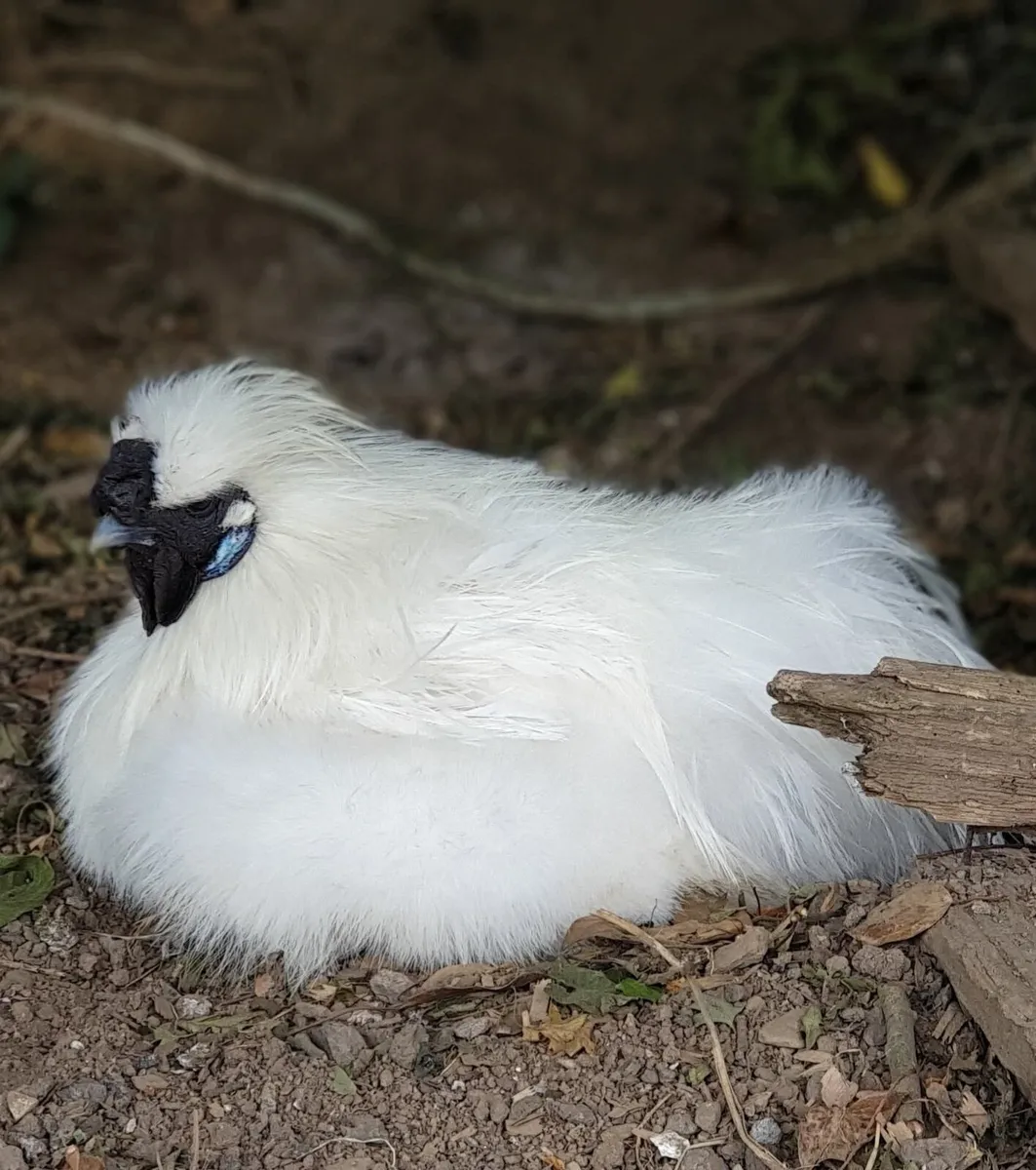 White Silkies breeding pair - Image 1