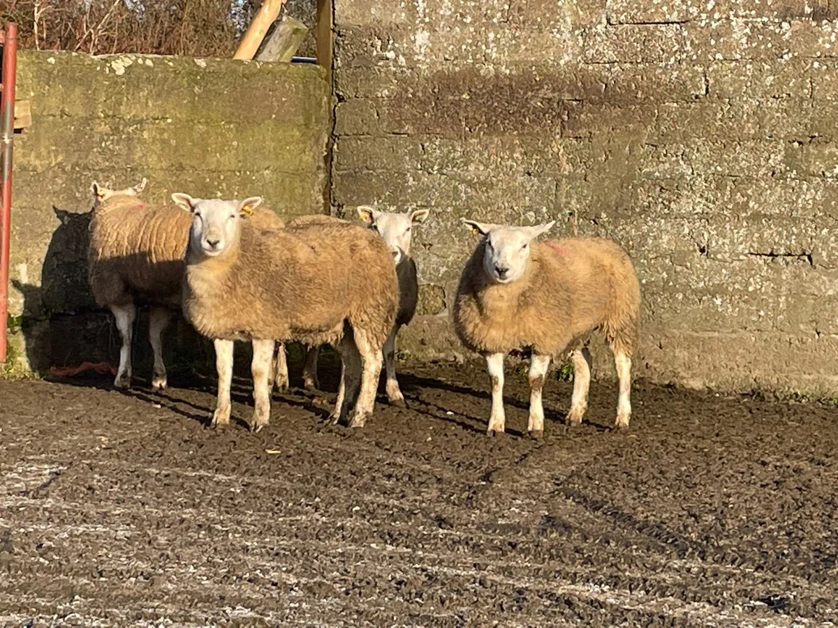 Easycare X beltex ewe lambs - Image 1