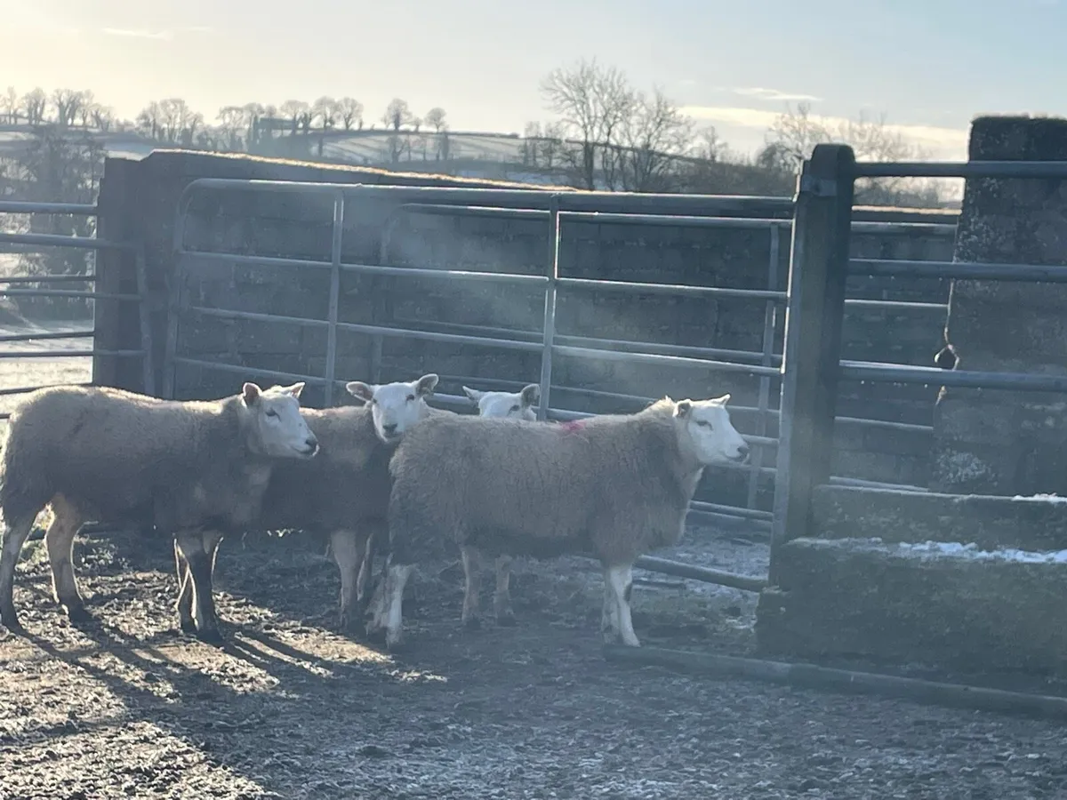 Easycare X beltex ewe lambs - Image 3