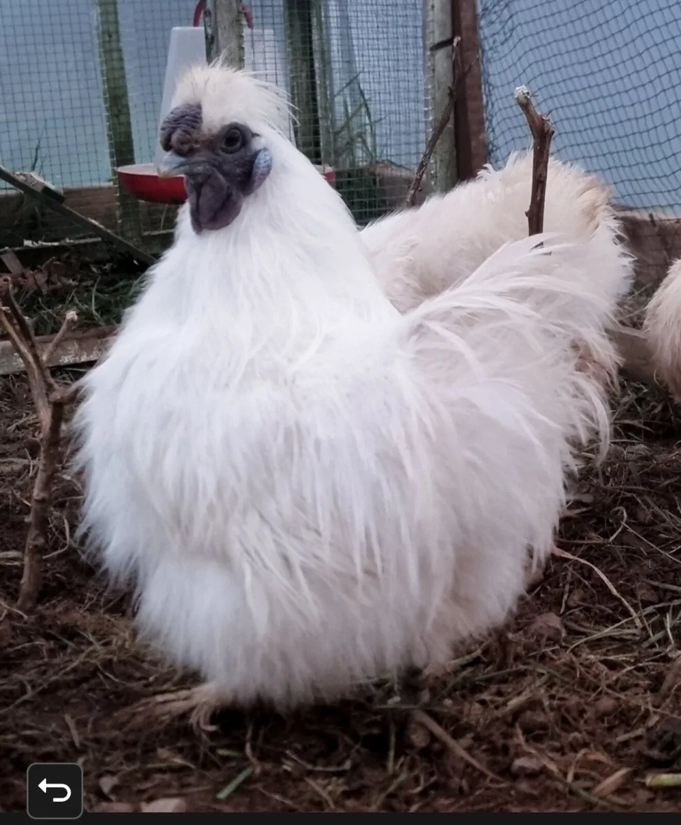 White Silkies breeding pair - Image 3