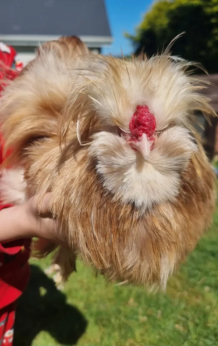 White Silkies breeding pair - Image 4