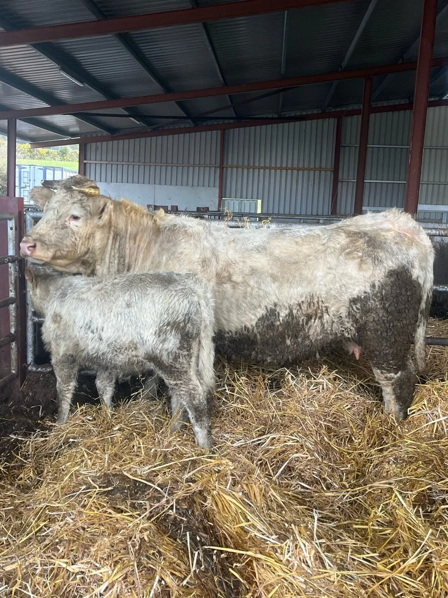 Pedigree Charlaois Cow & Calf - Image 1