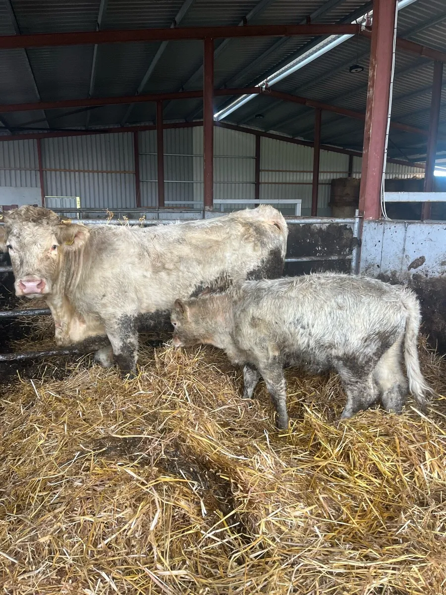 Pedigree Charlaois Cow & Calf - Image 2